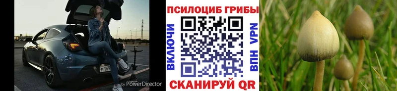 KRAKEN tor Кизляр Псилоцибиновые грибы Cubensis